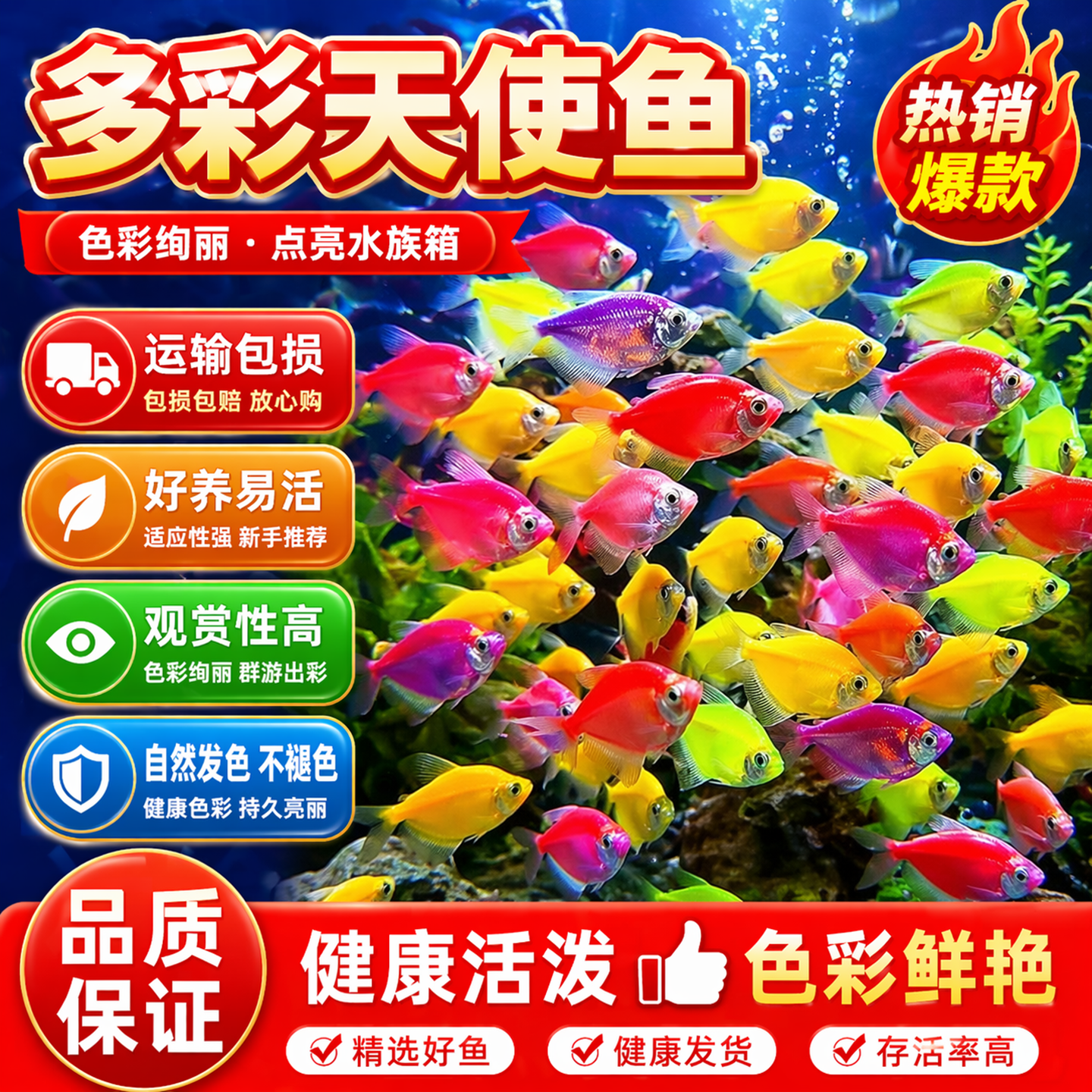 热带观赏天使鱼活鱼淡水鱼色彩艳丽红绿神仙多彩淡水好养宠物小鱼