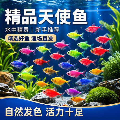 天使鱼观赏鱼耐活小型热带鱼淡水鱼彩色斑马灯科鱼群游鱼活体鱼