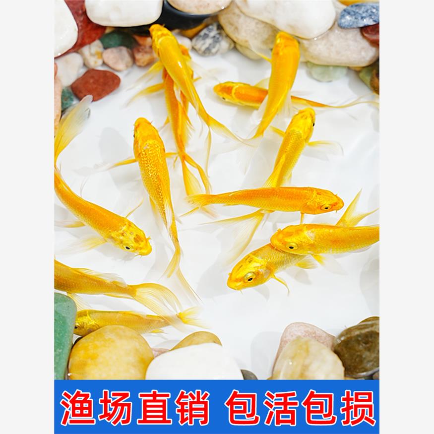 黄金锦鲤活鱼招财好养耐冷水苗练