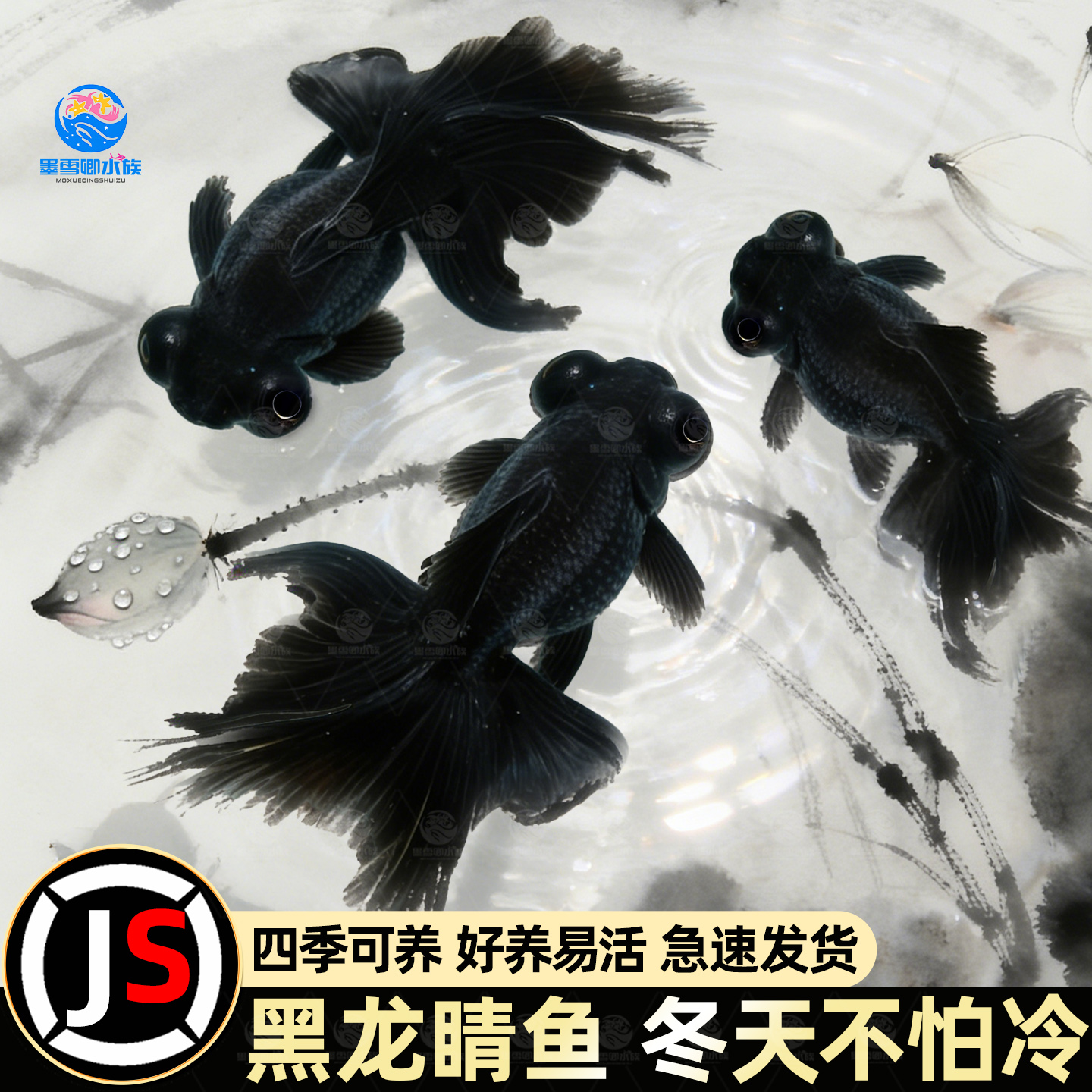 冷水观赏鱼狮子头黑龙睛丹顶红国狮好养金鱼金鱼苗活体淡水小型鱼