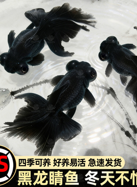 冷水观赏鱼狮子头黑龙睛丹顶红国狮好养金鱼金鱼苗活体淡水小型鱼