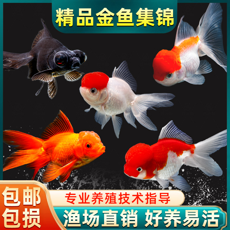 金鱼活鱼鸿运当头鹤顶红国狮活体冷水淡水鱼好养耐活锦鲤观赏鱼苗