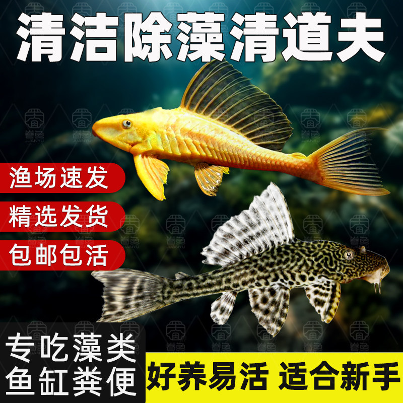 鱼缸清道夫清洁工除藻专吃屎垃圾粪便清理藻类残饵热带淡水观赏鱼