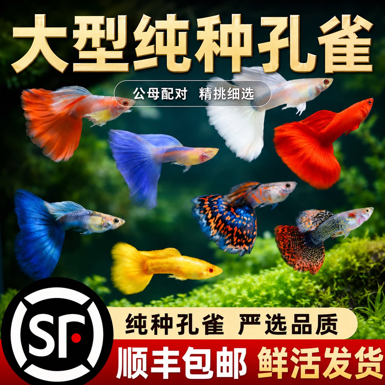 大号孔雀鱼活体热带观赏鱼好养耐活生态小鱼缸精品纯种大尾巴孔雀图片