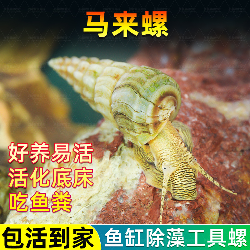 马来螺淡水观赏螺苹果螺鱼缸除藻清洁翻砂工具螺吃残食淡水螺活体