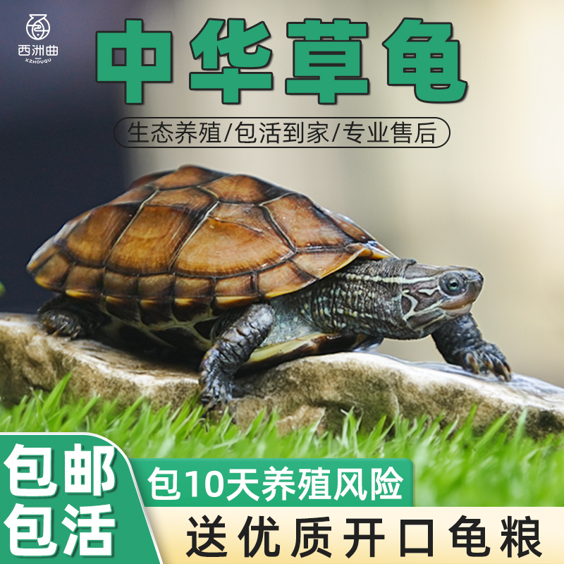 中华草龟活体小乌宠物观赏金线好