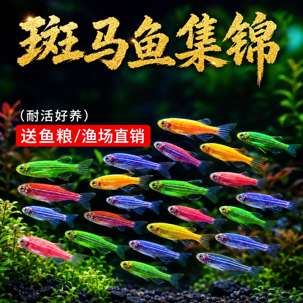 热带观赏鱼七彩糖果斑马鱼群游鱼苗小型灯科鱼淡水好养耐活