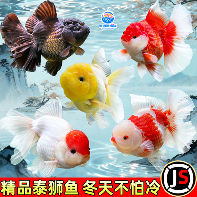 淡水泰狮红国狮红白狮金鱼龙睛菠萝狮子头好养耐活冷水宠物观赏鱼