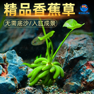 香蕉草真水草活体水中叶懒人鱼缸专用净化前景无需种植新手易养活