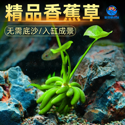 香蕉草真水草活体水中叶懒人鱼缸专用净化前景无需种植新手易养活