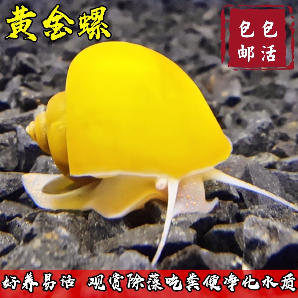 专吃鱼屎粪便观赏热带斗孔雀虾苗淡冷水族宠物活体清道夫清洁鱼缸,宠物/宠物食品及用品,鱼,淘宝优惠券,粉丝福利购,淘宝优惠卷