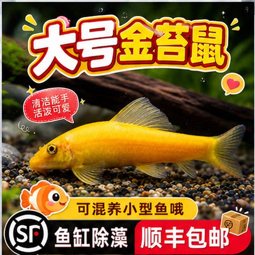 清道夫鱼金苔鼠鱼缸清洁工除藻工具鱼小型热带观赏鱼吃垃圾鱼活体