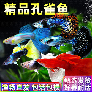 孔雀鱼活体鱼苗观赏鱼小鱼金鱼热带淡水好养耐活斑马鱼缸小型凤尾