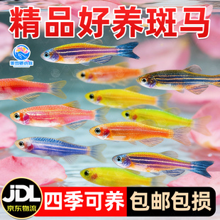 热带观赏鱼七彩斑马鱼红绿灯科鱼小型冷水淡水群游好养活的练手鱼