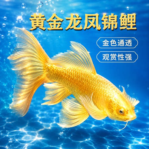 纯种长尾锦鲤活体观赏鱼好养