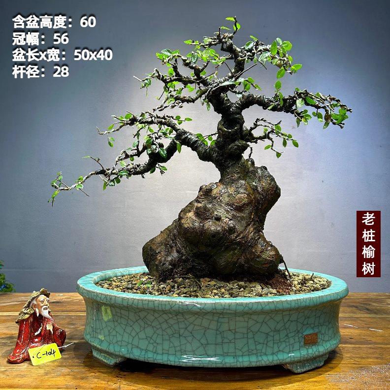 老桩小叶榔榆怪桩矮霸榆树老桩坨坨一物一拍榆树盆景种好带盆包邮