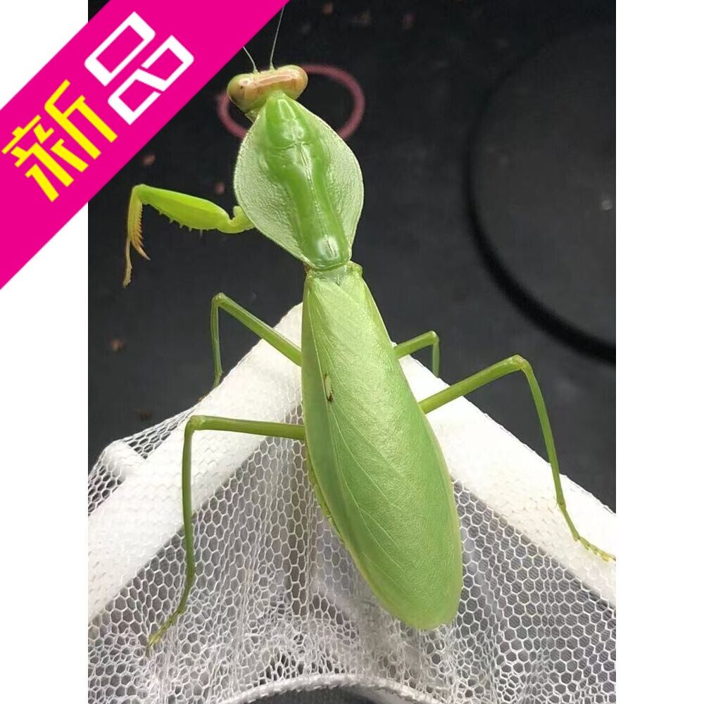 成体螳螂宠物卵夹幼体广斧圆盾兰花大刀宽背螳螂活虫现货爬虫螳