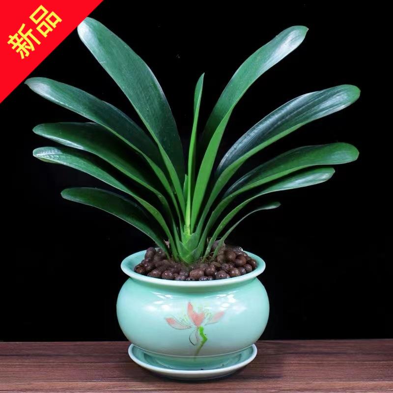 四季君子兰盆栽室内带花苞花卉