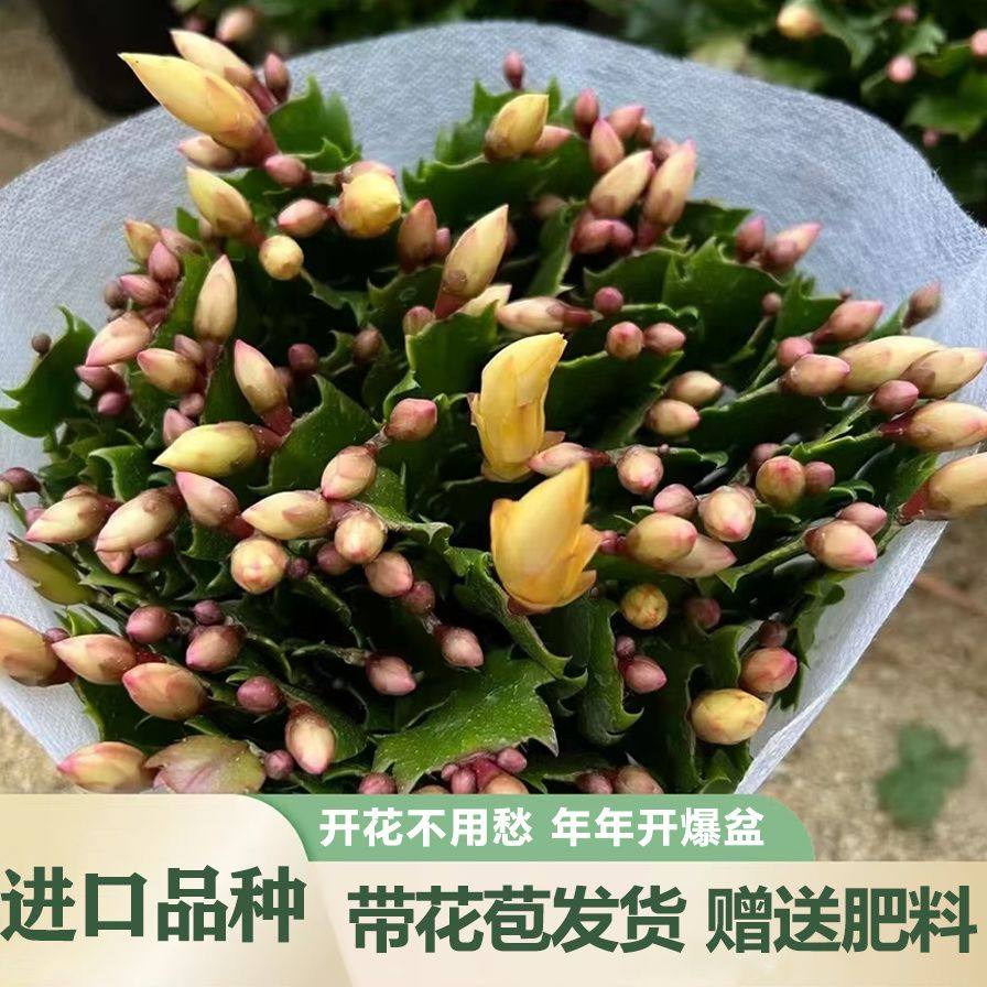 新品重瓣大花黄金蟹爪兰带花苞室