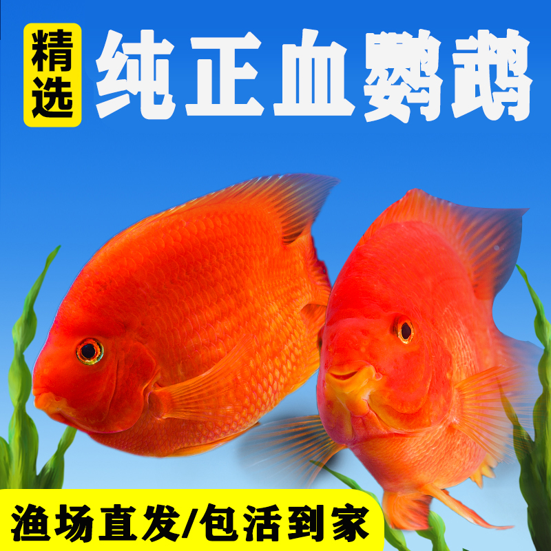 血鹦鹉热带观赏鱼元宝招财活鱼