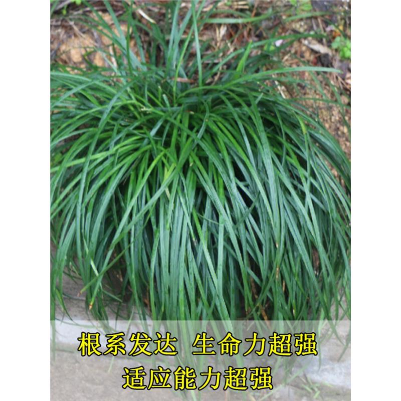玉龙草金边细叶苗长叶日本矮麦冬草庭院别墅绿化沿阶四季常青植物图片