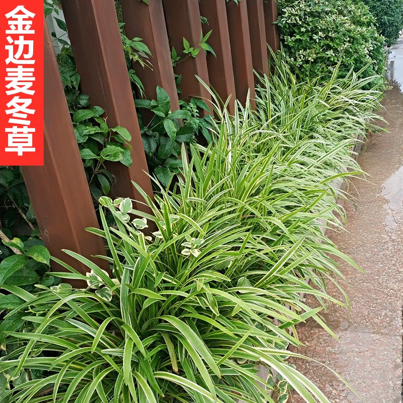 金边麦冬草会开花阔叶麦冬草庭院耐寒绿植别墅绿化地被花草工程苗图片