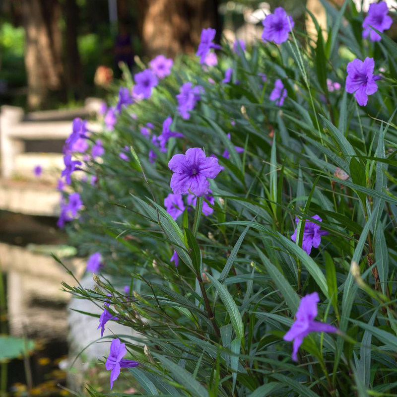 翠芦莉苗 兰花草/蓝花草 多年