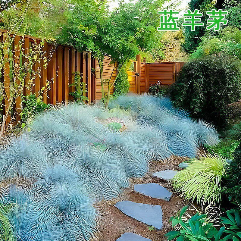 蓝羊茅盆栽地载庭院园林绿化耐热耐寒四季常绿易活好养观赏草植物