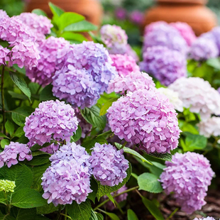 花鏡植物无尽夏绣球花苗大花老桩绣球花盆栽庭院植物室内外花卉