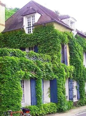 爬山虎苗攀爬藤植物庭院户外室内三叶红色爬山虎苗四季不落叶花卉