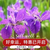 常绿多年生蓝花燕尾兰庭院道路绿化地被植物 鸢尾花苗宿根草花四季