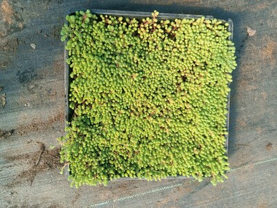 薄雪万年草中华景天金叶佛甲草垂盆草四季常青屋顶绿化苗多肉植物