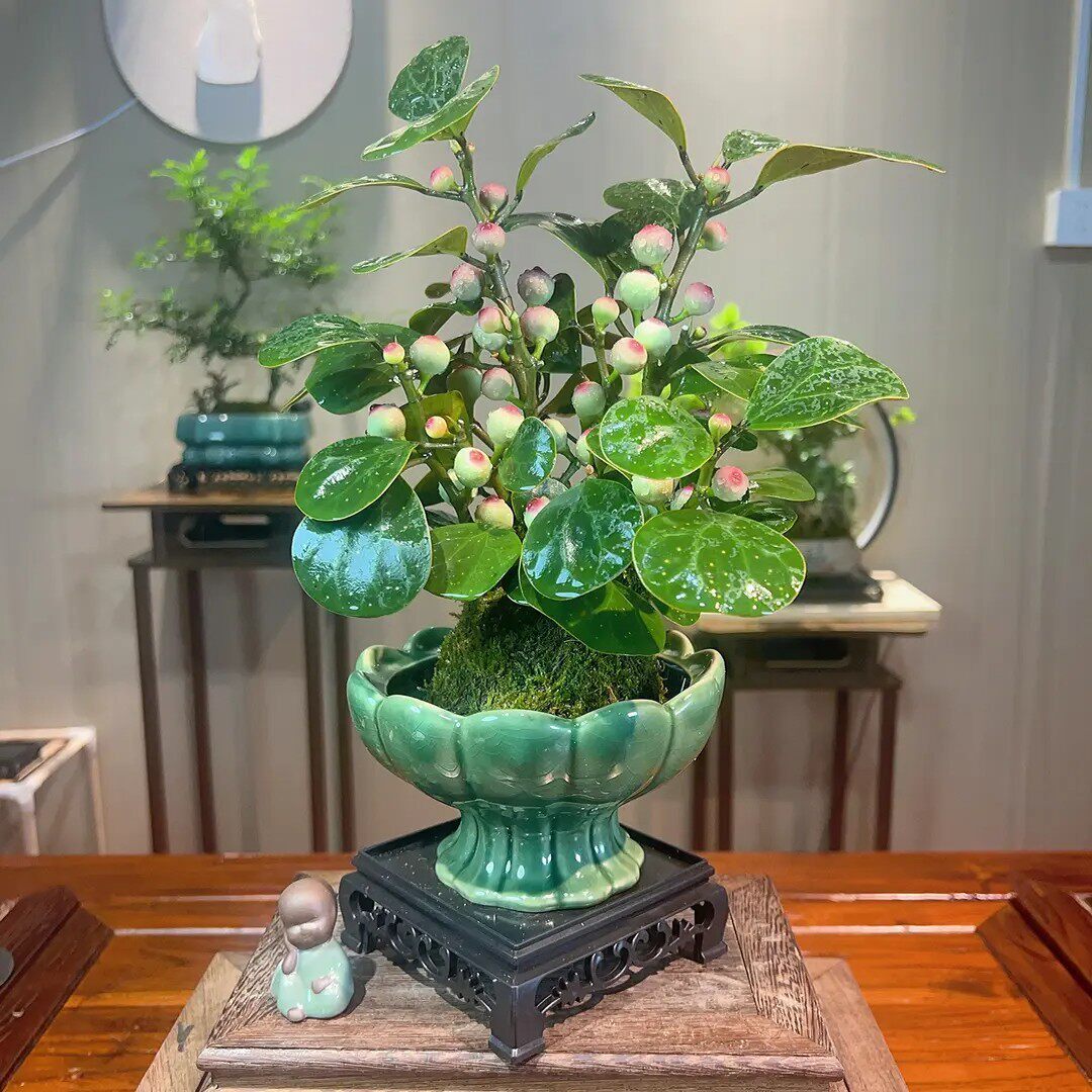 【下单立减30】小盼菩提禅意带花盆绿植盆栽中式室内客厅好养茶QC