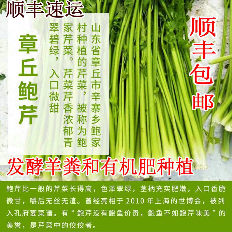 章丘鲍芹正宗山东特产泉水灌溉