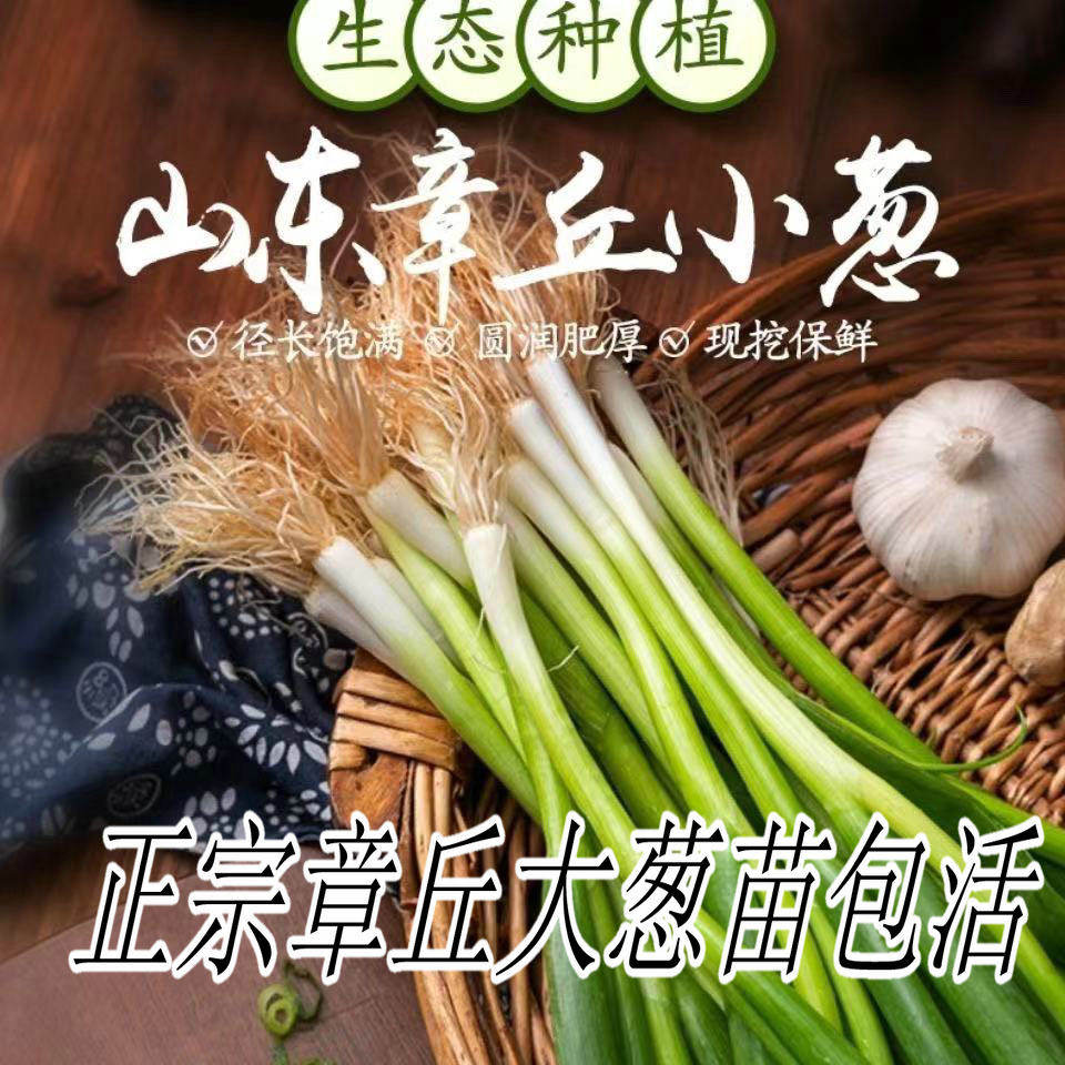 章丘大葱苗山东小葱农家自种顺丰包邮包活烧烤生吃蘸酱