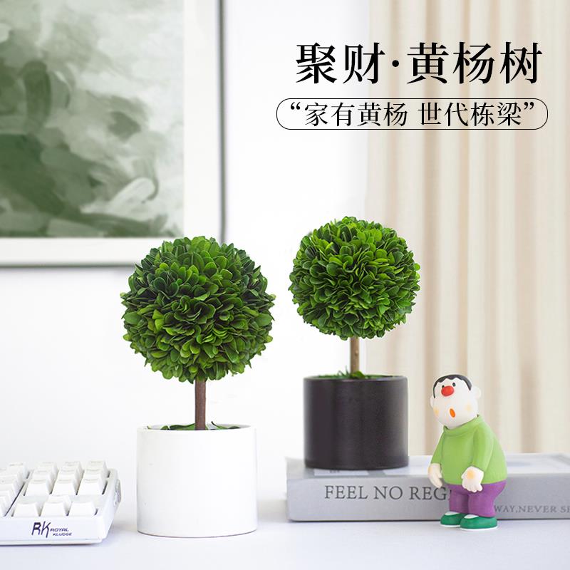 办公室工位盆栽客厅聚财旺宅绿植黄杨树盆景情绪稳定室内永生花卉