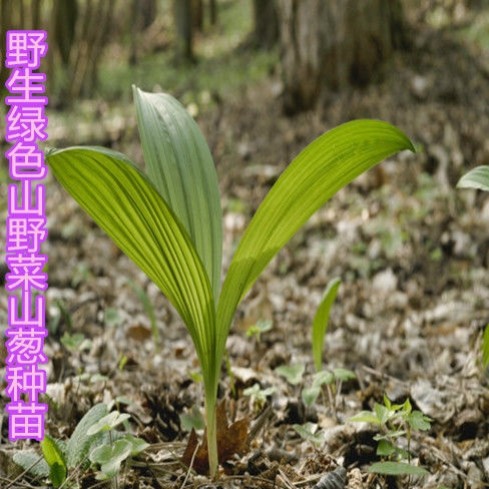 山葱苗寒葱苗大苗35棵根部带土发货裸根不带叶子