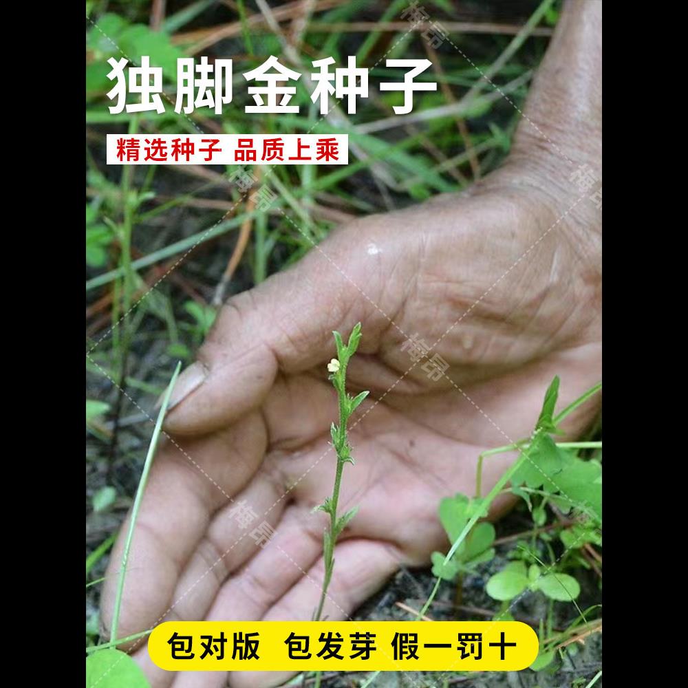独脚金种子籽疳积野生草种籽独脚疳黄花草清米虫阳台庭院四季播种