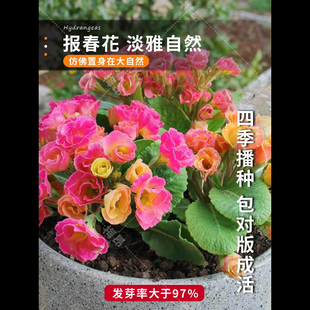 德国报春花种子耐寒七重楼樱草花晚景花种籽花坛阳台盆栽秋季播种