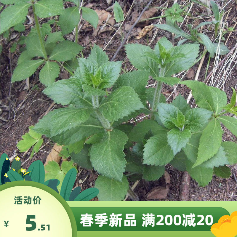 散装南沙参种子  材种子轮叶沙参 泡参种子 泡沙参种子