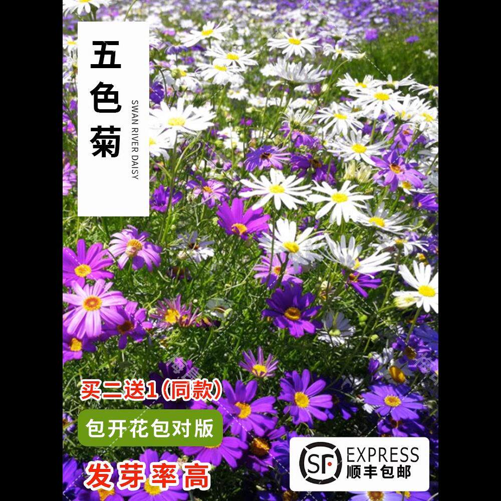 五色菊种子 花草植物 易种庭院室内阳台种盆栽花卉种子