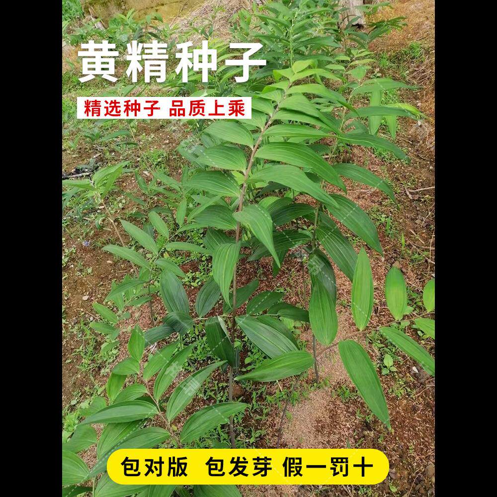 正宗药材黄精种子鸡头黄精多花老虎姜鸡爪参爪子参黄鸡菜玉竹种子