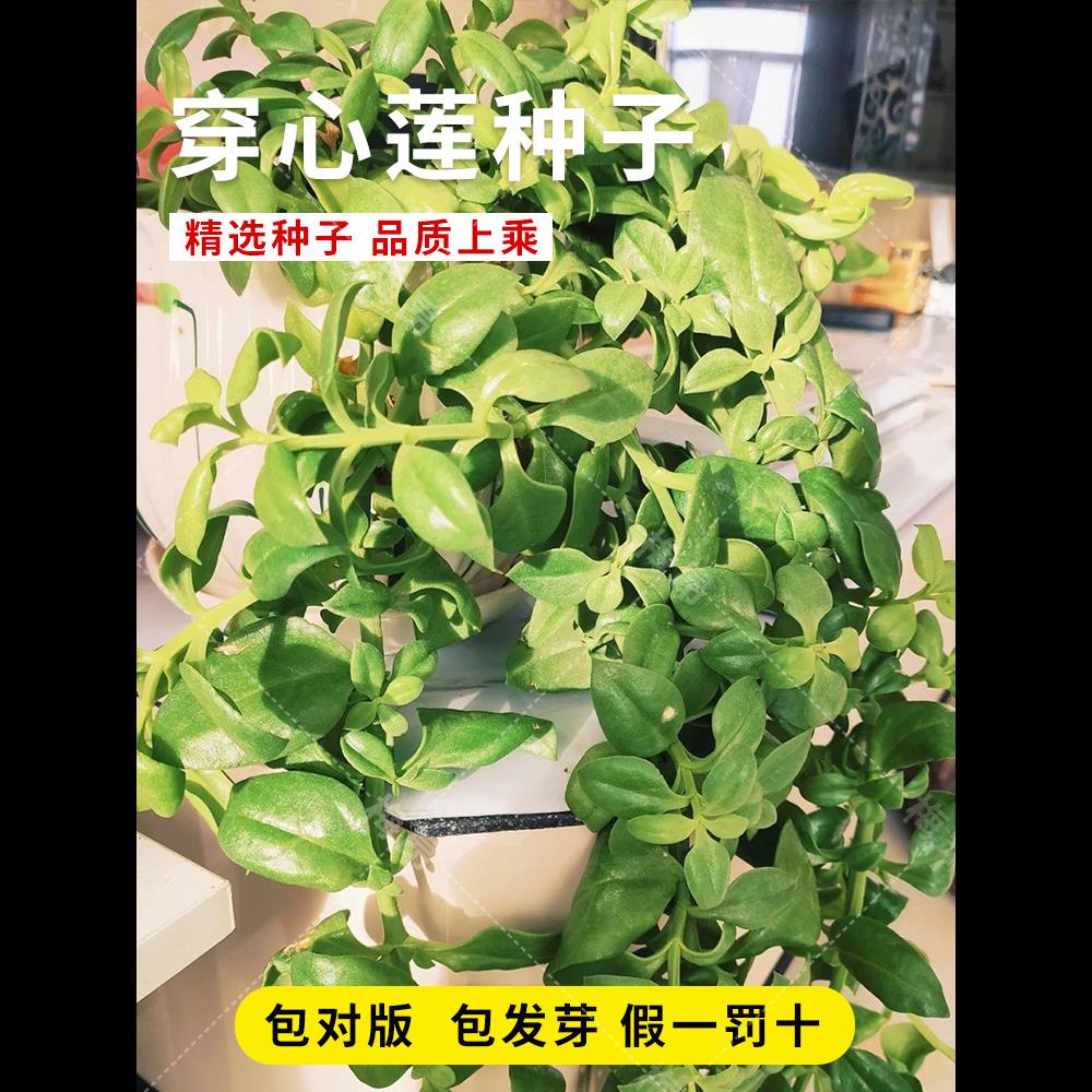 材穿心莲种子非蔬菜盆栽四季种植苗兽用阳台中草药穿心莲种籽