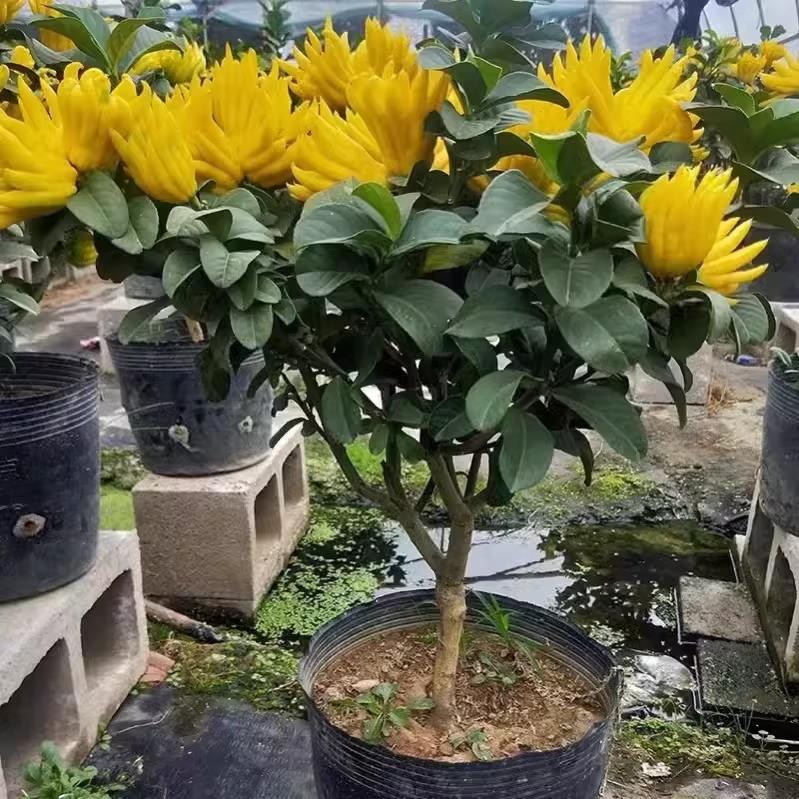 佛手柑盆栽金佛手树苗柠檬果苗佛手柑当年结果阳台庭院绿植盆景