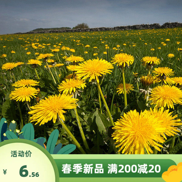 蒲公英花种子婆婆丁黄花地丁食用春季花籽室内庭院阳台盆栽宿根