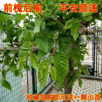 榆树苗榆树小苗野生白榆树榔榆家榆树别墅庭院绿化树苗前槐後榆