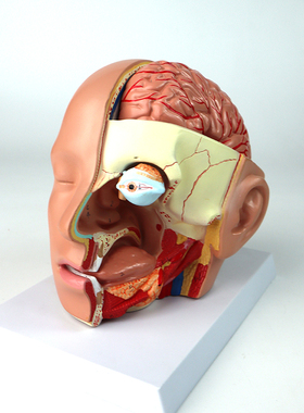 QLT-1632_人体医学颅脑结构模型头部大脑口腔耳鼻咽喉_数标42CPST