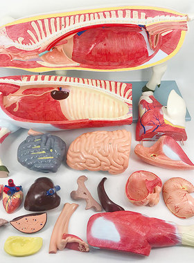 QL/B029_医学猪动物肌肉内脏器官解剖模型_可拆卸_磁性吸附CPST