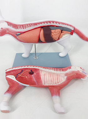 QL/B027_医学猫动物内脏解剖模型_可拆卸_磁性吸附_数标？？CPST