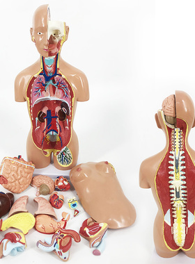 YA/T022_45CM医学人体结构模型_两性开脊柱_磁性吸附_数标176CPST